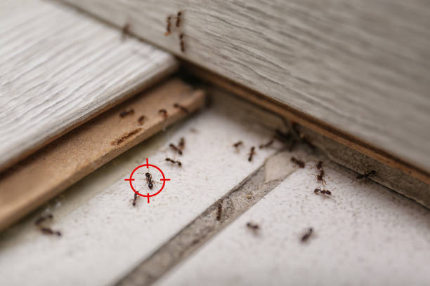 Best Pest Removal Services  in Hampton Beach, NH