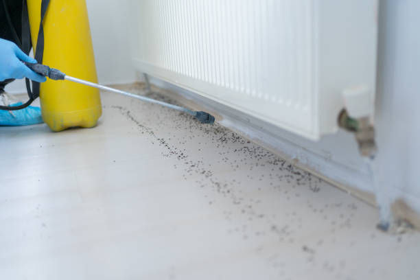 Best Residential Pest Control  in Hampton Beach, NH